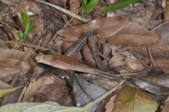 Eneoptera surinamensis