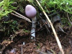 Inocybe pallidicremea