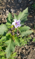 Datura