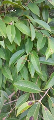 Casearia sylvestris