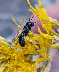 Ceratina