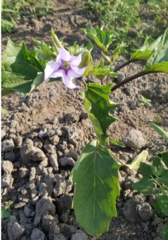 Datura