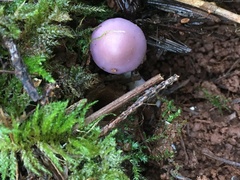 Inocybe pallidicremea