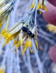 Ceratina