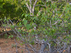 Sebastiania macrocarpa