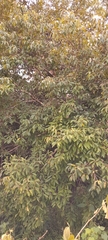 Casearia sylvestris