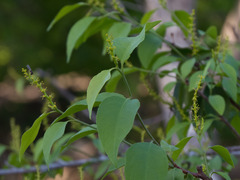 Sebastiania macrocarpa