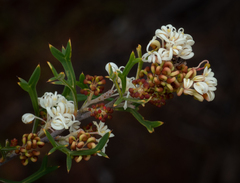 Grevillea trifida