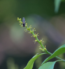 Sebastiania macrocarpa