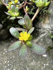 Portulaca