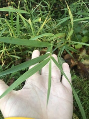 Phalaris arundinacea