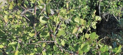 Prunus fremontii