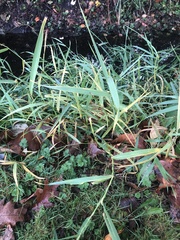 Phalaris arundinacea