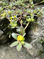 Portulaca