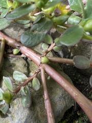 Portulaca