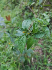 Synedrella nodiflora