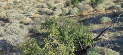Prunus fremontii
