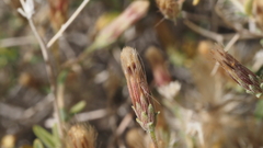 Brickellia frutescens