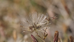 Brickellia frutescens