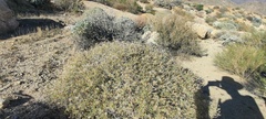 Brickellia frutescens