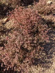 Euphorbia melanadenia