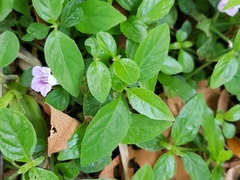 Ruellia repens