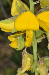 Crotalaria