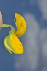 Crotalaria