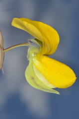 Crotalaria