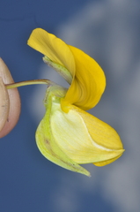 Crotalaria