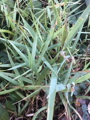 Phalaris arundinacea