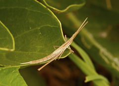 Acrida conica