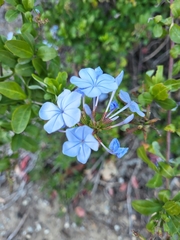Plumbago auriculata