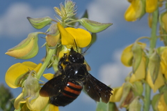 Xylocopa frontalis