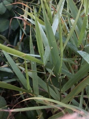 Phalaris arundinacea