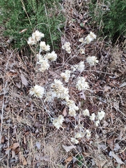 Pseudognaphalium obtusifolium