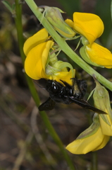 Xylocopa frontalis