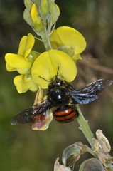 Xylocopa frontalis
