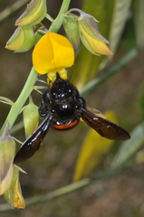 Xylocopa frontalis