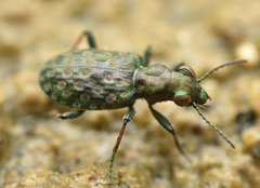Elaphrus riparius