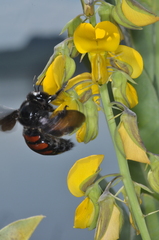 Xylocopa frontalis