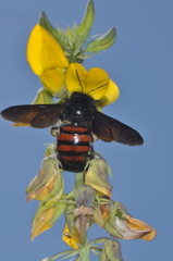 Xylocopa frontalis