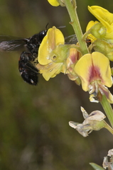 Xylocopa frontalis