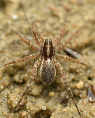 Pardosa monticola