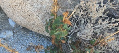 Penstemon clevelandii clevelandii