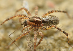 Pardosa monticola