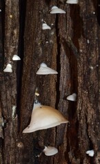 Conchomyces bursiformis