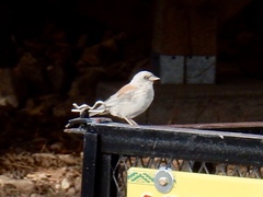 Junco hyemalis dorsalis