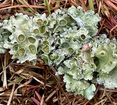 Parmotrema subrigidum