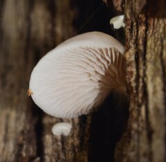 Conchomyces bursiformis